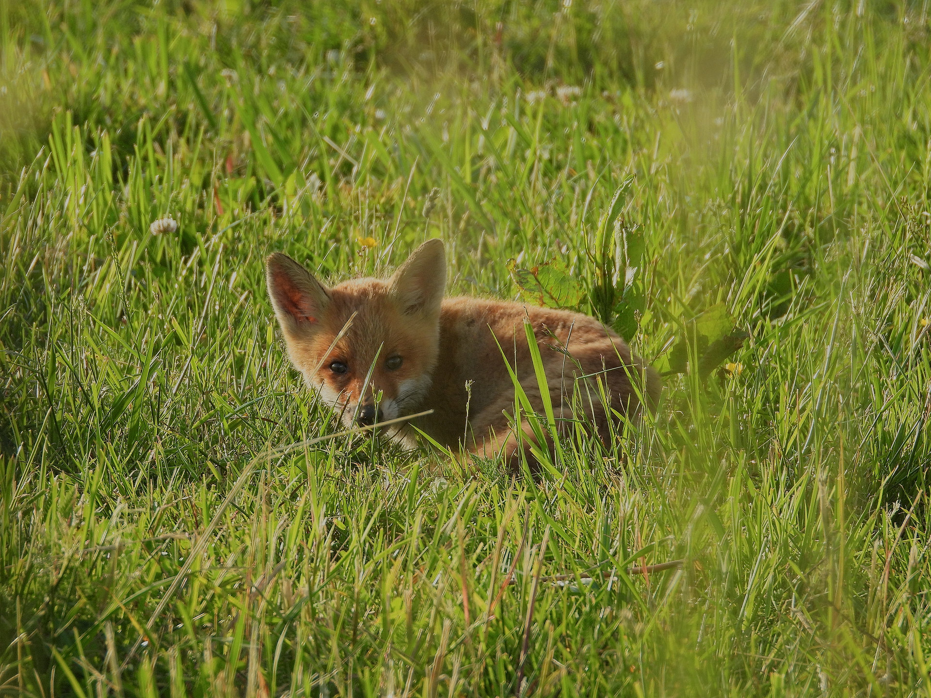 Jungfuchs