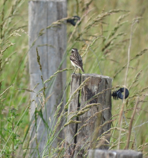 Braunkehlchen männl.