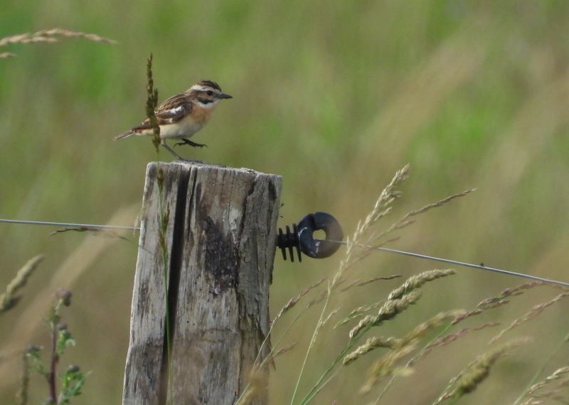 Braunkehlchen weibl.