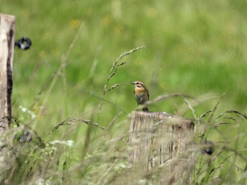 Braunkehlchen (Saxicola rubetra)