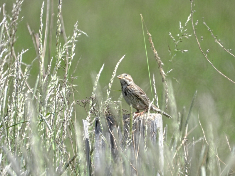 Grauammer (Emberiza calandra)