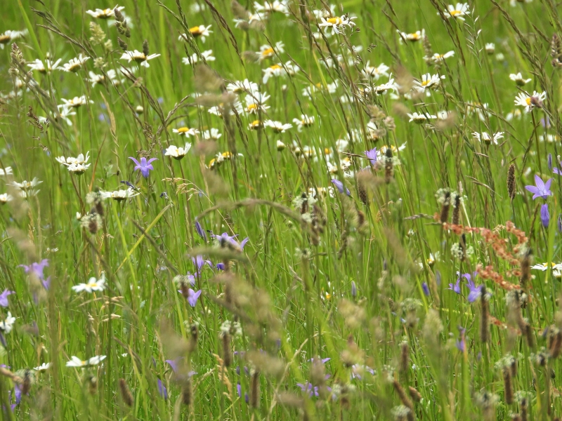 Wiesenblumen