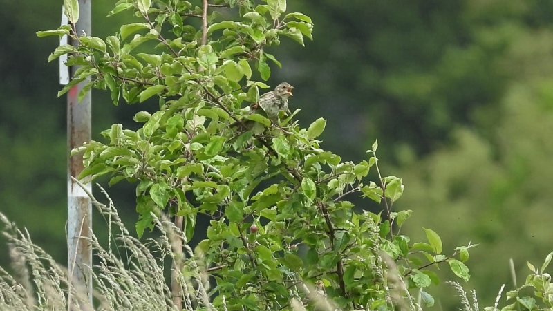 Grauammer (Emberiza calandra) singend