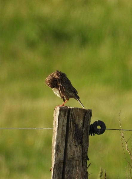 Grauammer (Emberiza calandra)