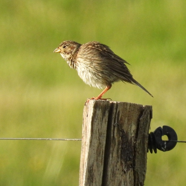 Grauammer (Emberiza calandra)