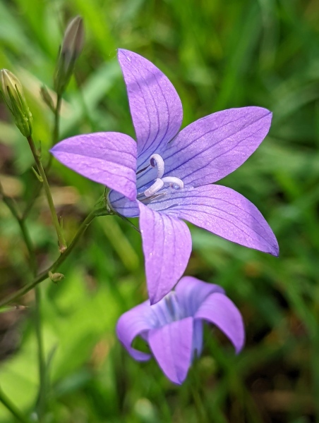 Wiesenblumen