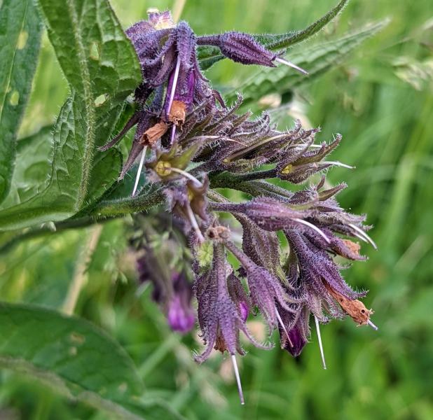 Wiesenblumen