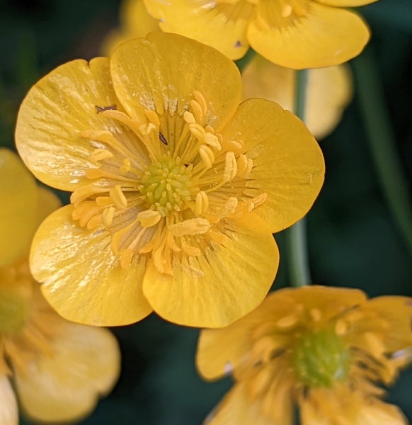 Wiesenblumen