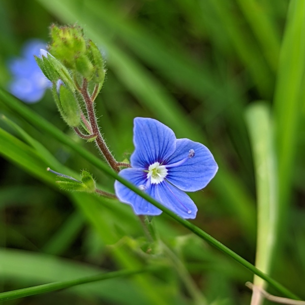 Wiesenblumen