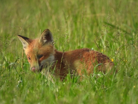 Jungfuchs