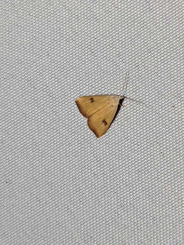Seideneulchen - Rivula sericealis Seideneulchen - Rivula sericealis