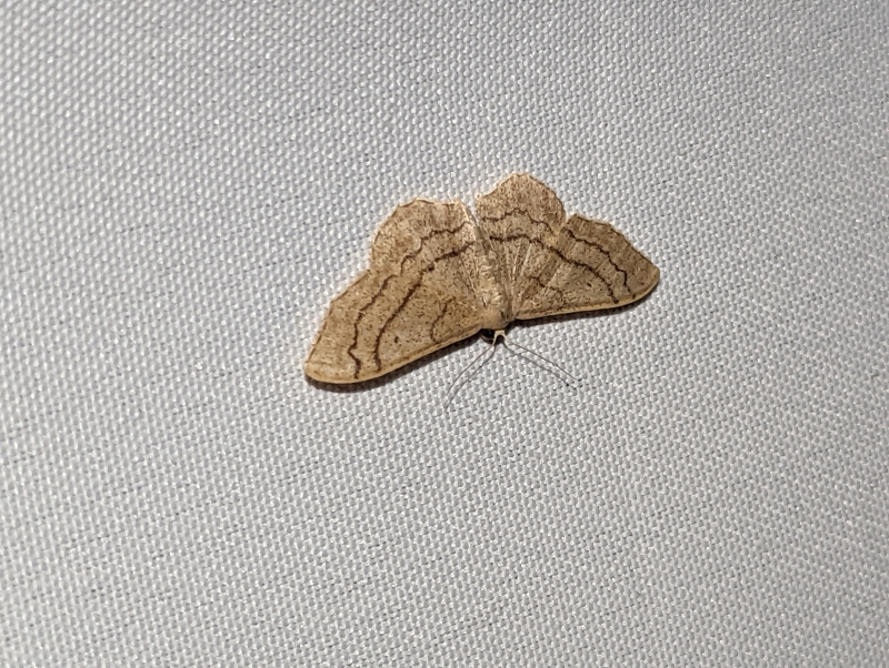 Breitgebänderte Staudenspanner - Idaea aversata Breitgebänderte Staudenspanner - Idaea aversata