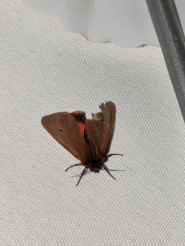 Zimtbär- Phragmatobia fuliginosa Zimtbär- Phragmatobia fuliginosa