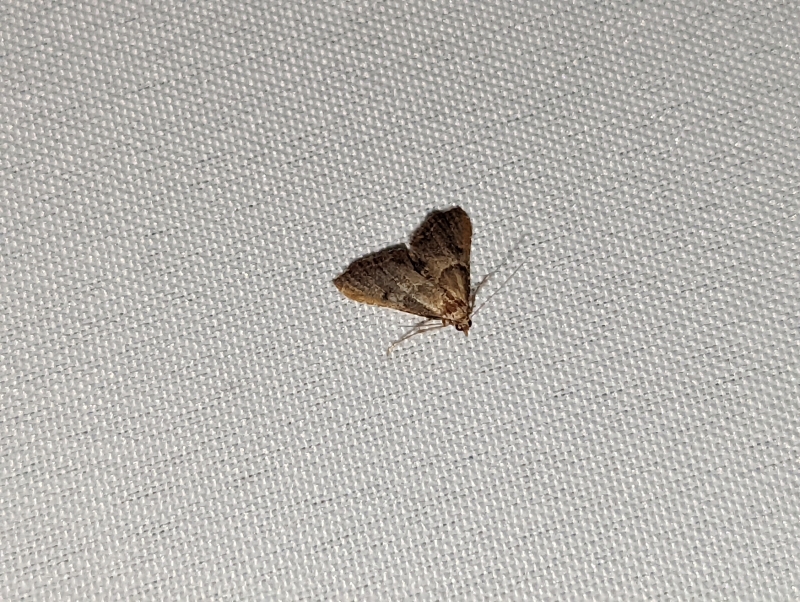 Geflammte Kleinzünsler - Endotricha flammealis Geflammte Kleinzünsler - Endotricha flammealis