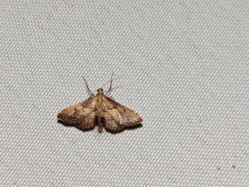 Geflammte Kleinzünsler - Endotricha flammealis Geflammte Kleinzünsler - Endotricha flammealis