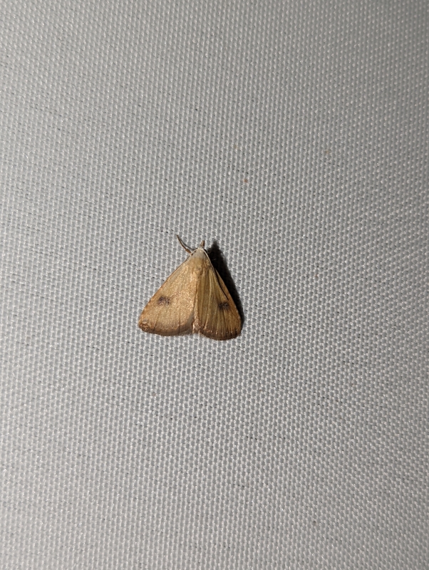 Seideneulchen - Rivula sericealis Seideneulchen - Rivula sericealis