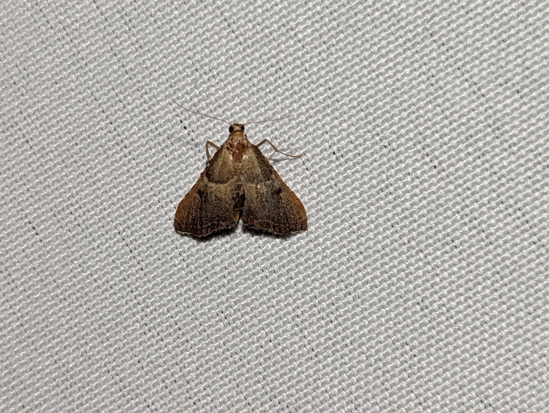 Geflammte Kleinzünsler - Endotricha flammealis Geflammte Kleinzünsler - Endotricha flammealis