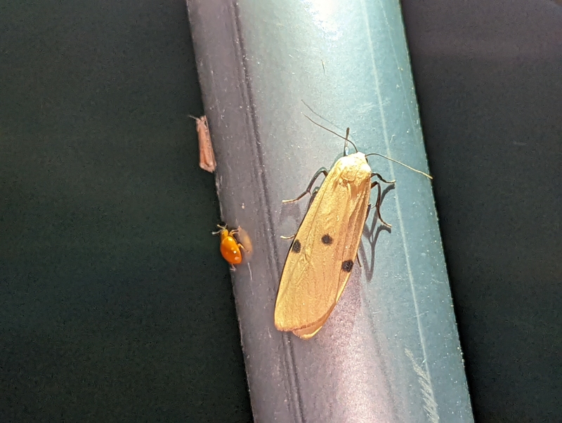 Vierpunkt-Flechtenbärchen, auch Große Flechtenbär (Weibchen) - Lithosia quadra)