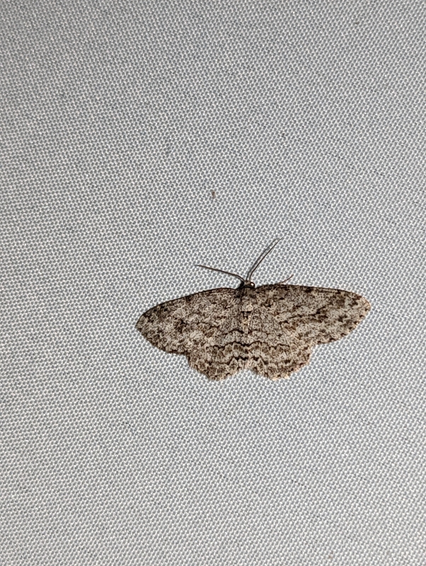 Zackenbindige Rindenspanner - Ectropis crepuscularia (?) Zackenbindige Rindenspanner - Ectropis crepuscularia (?)