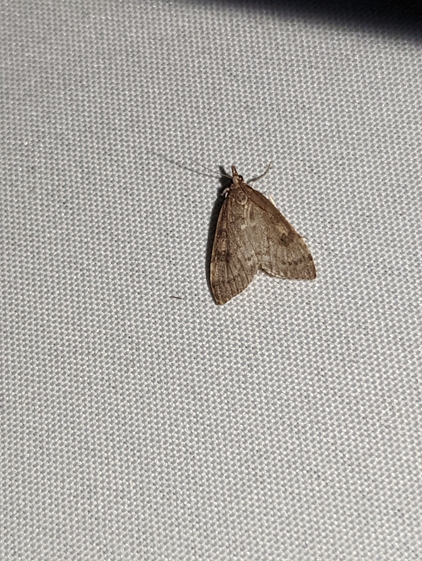 Trapezeule - Cosmia trapezina (?) Trapezeule - Cosmia trapezina (?)