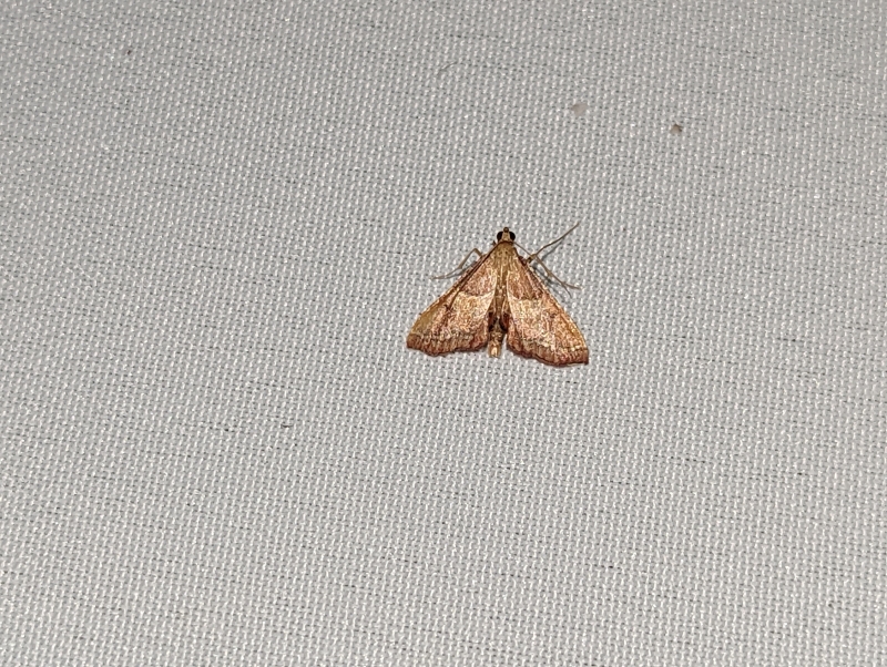 Geflammte Kleinzünsler - Endotricha flammealis Geflammte Kleinzünsler - Endotricha flammealis