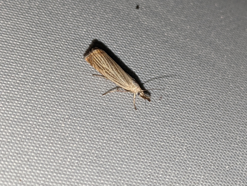 Rispengraszünsler - Chrysoteuchia culmella Rispengraszünsler - Chrysoteuchia culmella