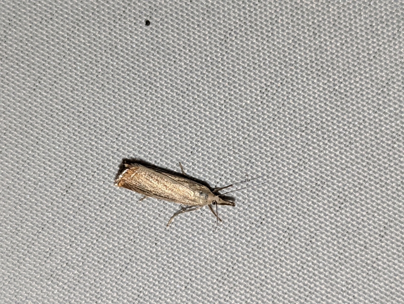 Rispengraszünsler - Chrysoteuchia culmella Rispengraszünsler - Chrysoteuchia culmella