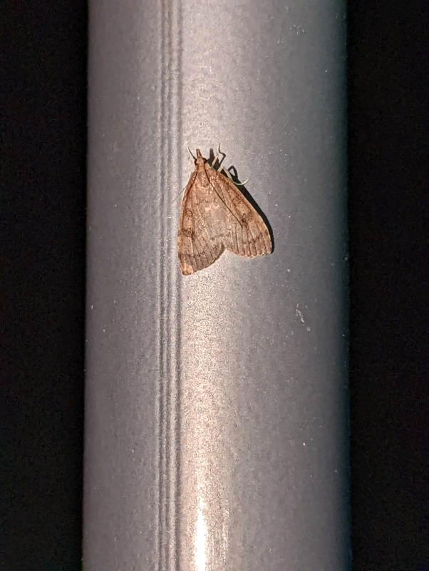 Trapezeule - Cosmia trapezina (?) Trapezeule - Cosmia trapezina (?)