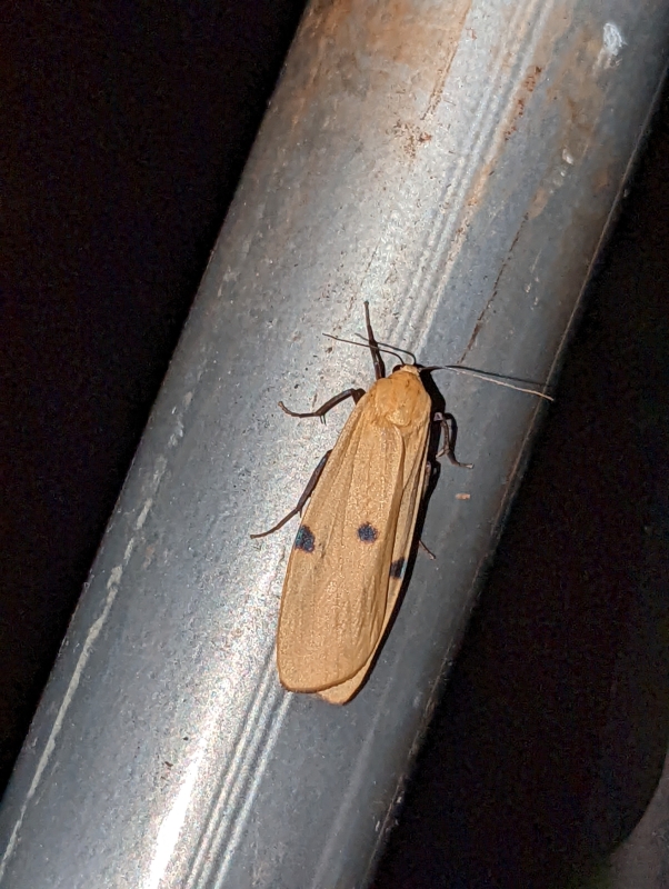 Vierpunkt-Flechtenbärchen, auch Große Flechtenbär (Weibchen) - Lithosia quadra)