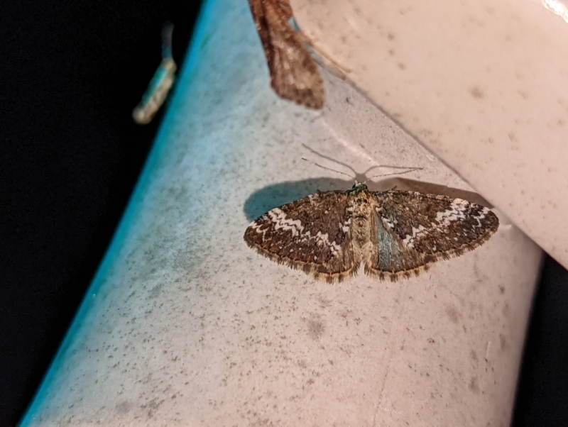 Hohlzahn-Kapselspanner (Perizoma alchemillata) oder Dunkle Lichtnelken-Kapselspanner (Perizoma affinitata) Hohlzahn-Kapselspanner (Perizoma alchemillata) oder Dunkle Lichtnelken-Kapselspanner (Perizoma affinitata)