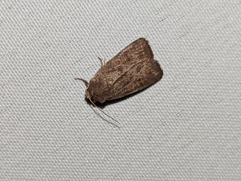 Zweipunkt-Eulenspinner - Ochropacha duplaris (?) Zweipunkt-Eulenspinner - Ochropacha duplaris (?)