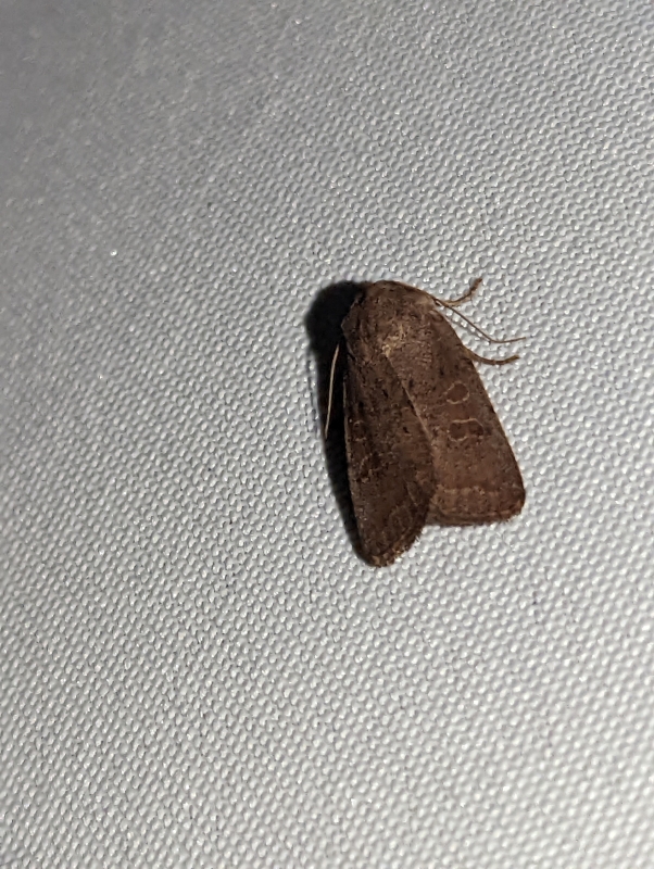 Hellbraune Staubeule - Hoplodrina ambigua Hellbraune Staubeule - Hoplodrina ambigua