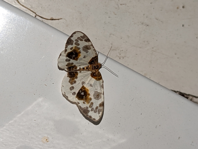 Ulmen-Harlekin - Abraxas sylvata Ulmen-Harlekin - Abraxas sylvata
