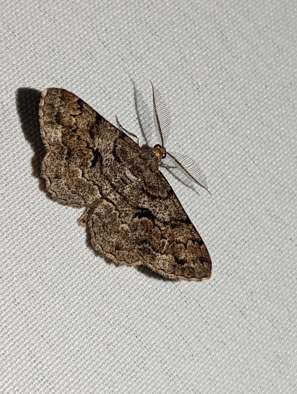 Nadelholz-Rindenspanner - Peribatodes secundaria Nadelholz-Rindenspanner - Peribatodes secundaria