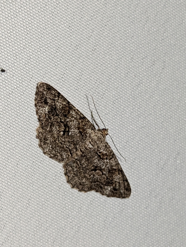 Nadelholz-Rindenspanner - Peribatodes secundaria (?) Nadelholz-Rindenspanner - Peribatodes secundaria (?)