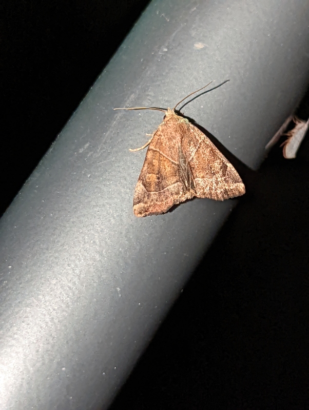 Trapezeule - Cosmia trapezina Trapezeule - Cosmia trapezina