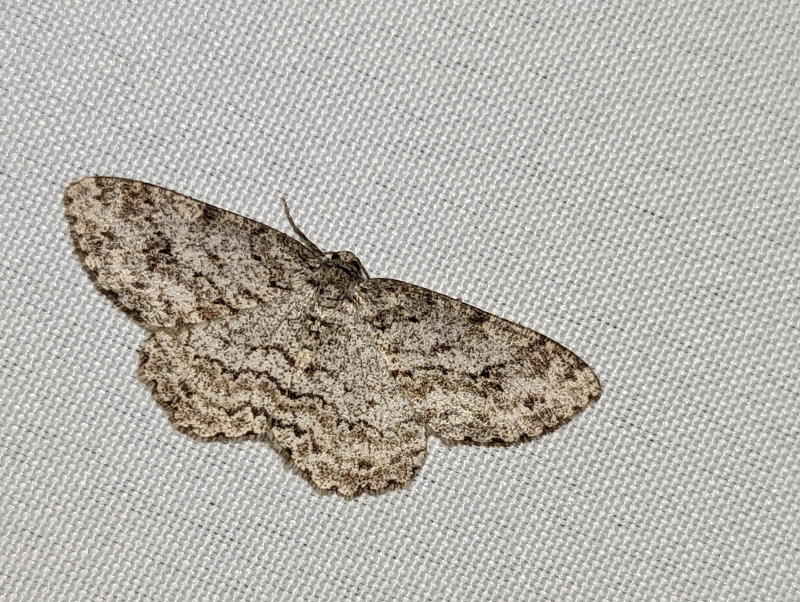 Zackenbindige Rindenspanner - Ectropis crepuscularia (?) Zackenbindige Rindenspanner - Ectropis crepuscularia (?)