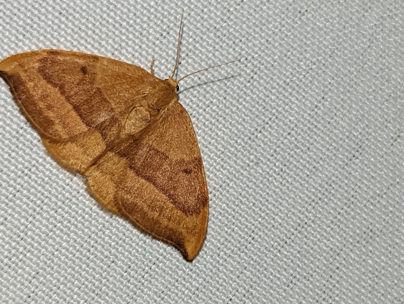 Buchen-Sichelflügler - Watsonalla cultraria Buchen-Sichelflügler - Watsonalla cultraria
