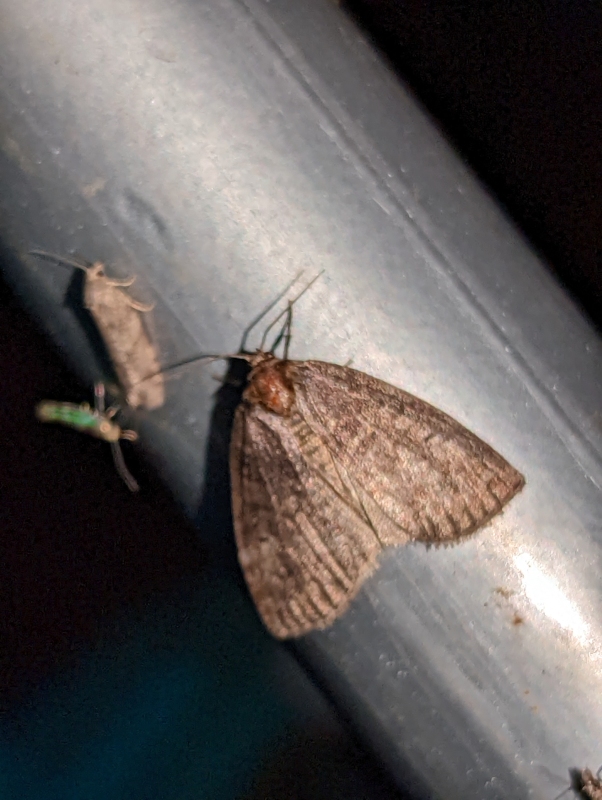 Zweipunkt-Eulenspinner - Ochropacha duplaris (?) Zweipunkt-Eulenspinner - Ochropacha duplaris (?)