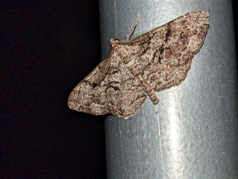 Nadelholz-Rindenspanner - Peribatodes secundaria Nadelholz-Rindenspanner - Peribatodes secundaria