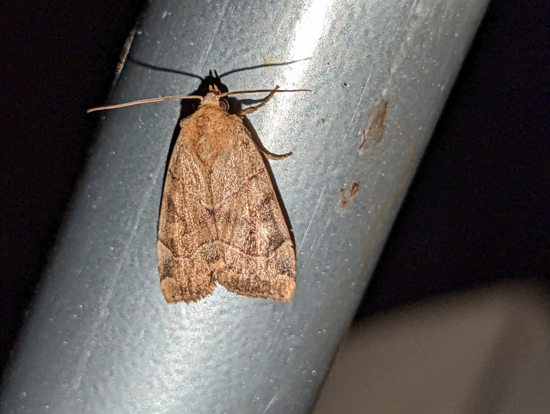 Trapezeule - Cosmia trapezina (?) Trapezeule - Cosmia trapezina (?)