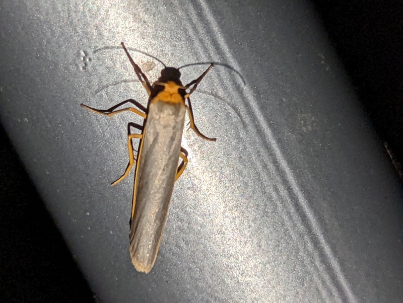 Weißgraues Flechtenbärchen - Eilema caniola oder Gelbleib-Flechtenbärchen - Eilema complana oder Nadelwald-Flechtenbärchen - Eilema depressa oder Grauleib-Flechtenbärchen - Eilema lurideola Weißgraues Flechtenbärchen - Eilema caniola oder Gelbleib-Flechtenbärchen - Eilema complana oder Nadelwald-Flechtenbärchen - Eilema depressa oder Grauleib-Flechtenbärchen - Eilema lurideola