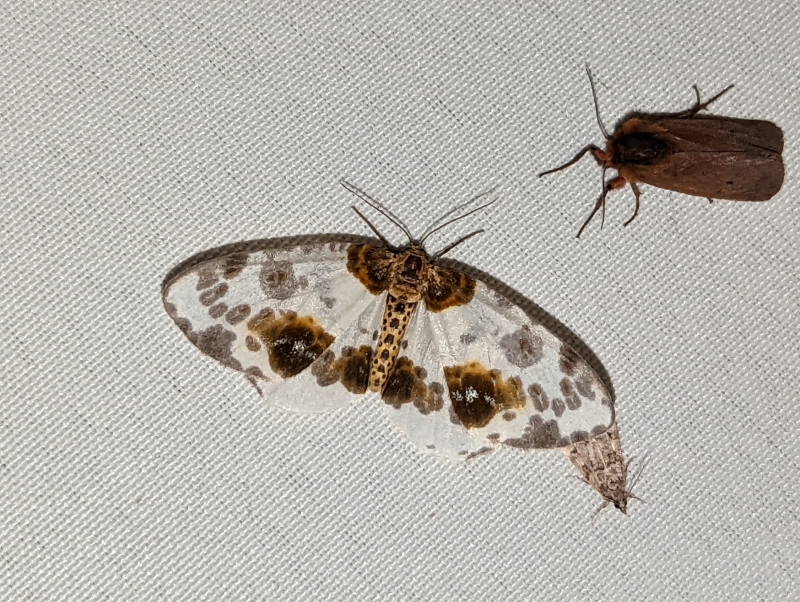 Ulmen-Harlekin - Abraxas sylvata und oben rechts: Zimtbär- Phragmatobia fuliginosa