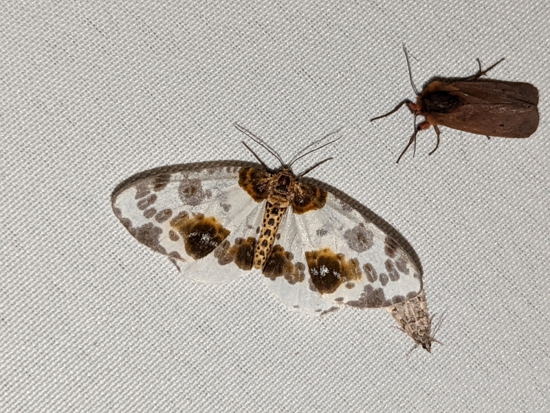 Ulmen-Harlekin - Abraxas sylvata und oben rechts: Zimtbär- Phragmatobia fuliginosa Ulmen-Harlekin - Abraxas sylvata und oben rechts: Zimtbär- Phragmatobia fuliginosa