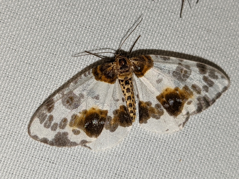 Ulmen-Harlekin - Abraxas sylvata Ulmen-Harlekin - Abraxas sylvata