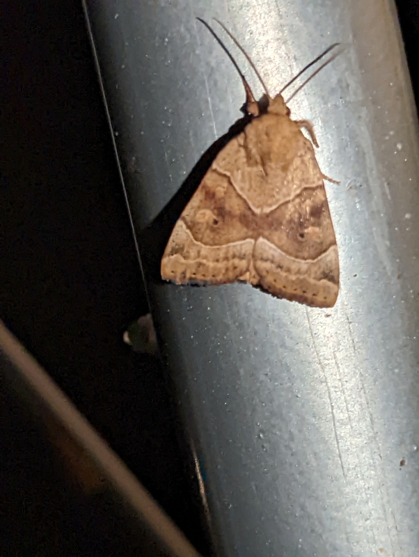 Trapezeule - Cosmia trapezina Trapezeule - Cosmia trapezina