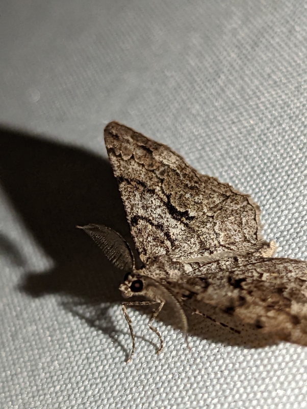 Nadelholz-Rindenspanner - Peribatodes secundaria Nadelholz-Rindenspanner - Peribatodes secundaria