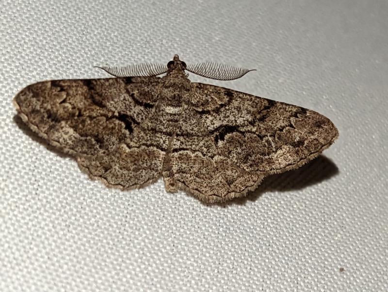 Nadelholz-Rindenspanner - Peribatodes secundaria Nadelholz-Rindenspanner - Peribatodes secundaria