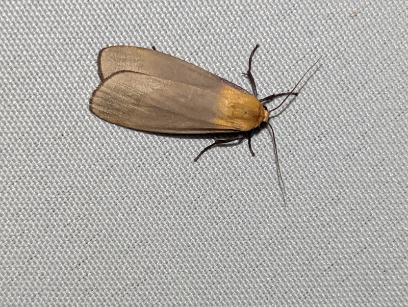 Vierpunkt-Flechtenbärchen, auch Große Flechtenbär (Männchen) - Lithosia quadra Vierpunkt-Flechtenbärchen, auch Große Flechtenbär (Männchen) - Lithosia quadra