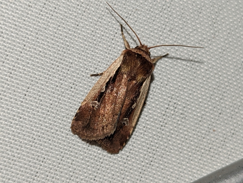 Hellrandige Erdeule, auch Violettbraune Erdeule, Weißrandige Erdeule oder Frischkräuterhalden-Bodeneule - Ochropleura plecta Hellrandige Erdeule, auch Violettbraune Erdeule, Weißrandige Erdeule oder Frischkräuterhalden-Bodeneule - Ochropleura plecta